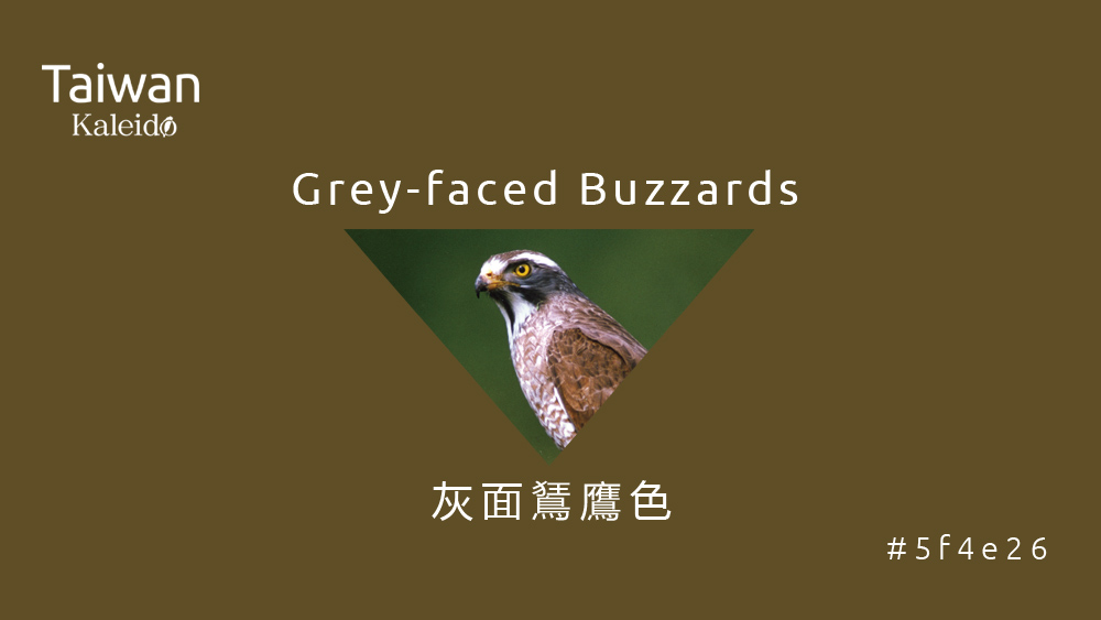本週精選：灰面鵟鷹色 Grey-faced Buzzards #5f4e26